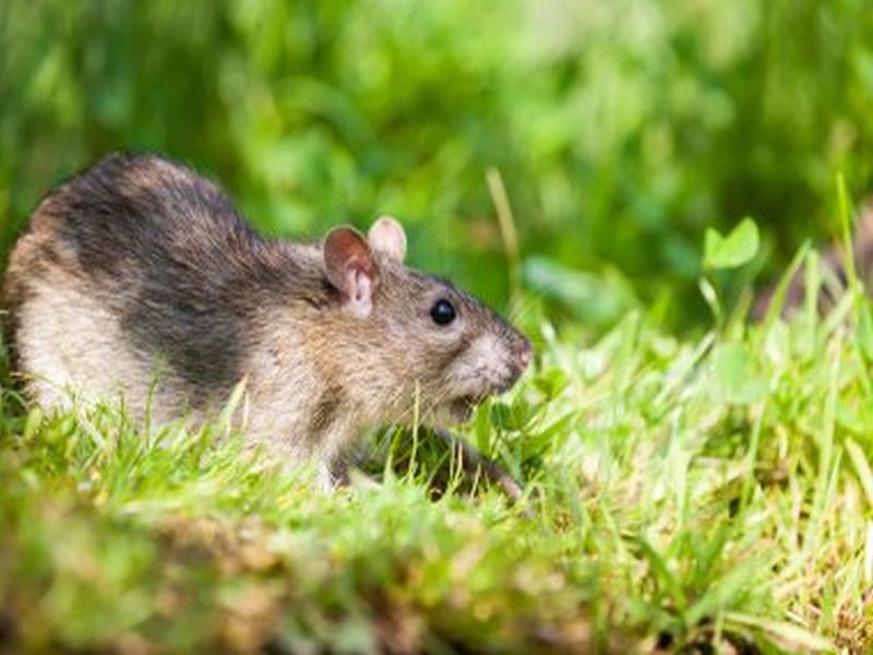 Rat Prevention Essentials: Pest Control Wisdom